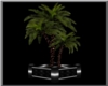 Palm plant