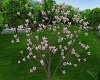 Spring Magnolia Tree