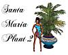 Santa Maria-plant 2