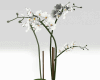 Serene Flower Plant