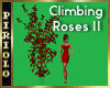 Climbing Roses V 2