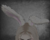 𓆩♡𓆪 bunny