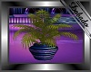 Purple Dancer Plant 1