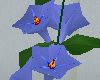 Blue Climbing Plant