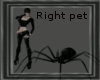 [M] Black Rig Spider Pet