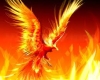 light phoenix