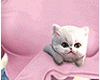 Sweater+Kitten XpXo