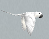 Flying White Bird