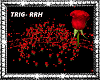 Roses (RRH)