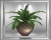 Spa Potted Palm