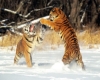 TIGERS PLAYING