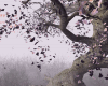 {♡} Cherry blossom 