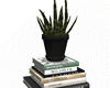 Books and Cactus