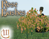 Rose Bushes - Pink
