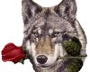 haut wolf rose
