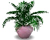PinkPot~Palm~Plant