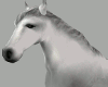 [BRI] White Horse