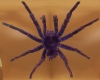 Tattoo Spider Purple