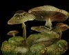dj elf mushrooms