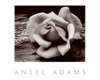 Ansel Adams R&D