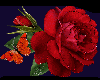 Susie's rose