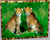 Cheetah TV
