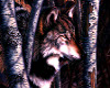 Hide & Seek Wolf Picture