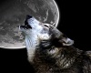 Howling Wolf Picture