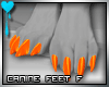 D~Canine Feet:Orange F