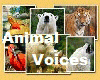 I3 20 Orj. Animal Voice