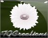 {TG} Daisy(White)-Patch