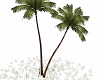Antimated Palm Tree 