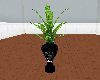 Versace plant