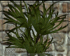  Aelius plant