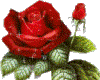{*Red Rose*}