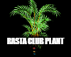Rasta Club Plant