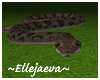 African Boa Snake