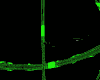green matrix light