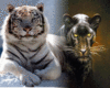 tiger and friend