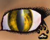 ~Oo Golden Tiger Eyes