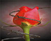 Red Rose Barb Wire