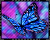 T|» Butterflies ʚϊɞ