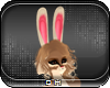 [CH] Bunny Ears [DEV]