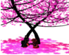 (M) pink Blooddorn tree