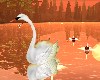 Animated Swan