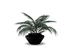 black potted plant