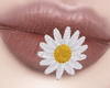 Mouth Daisy Flower