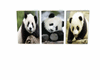 CADRE PANDA