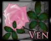 [v]Pink Roses