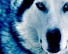 Winter Wolf <3